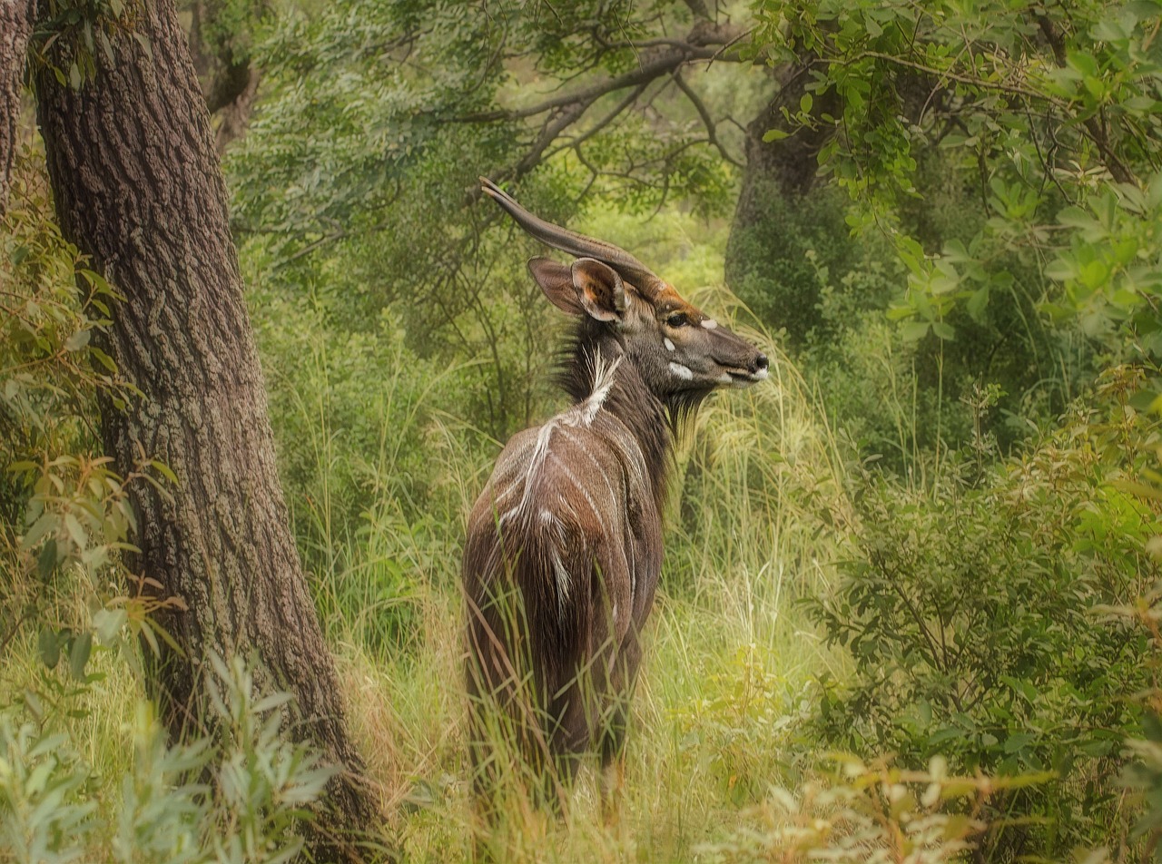 Safari w Parku Narodowym Gorongosa