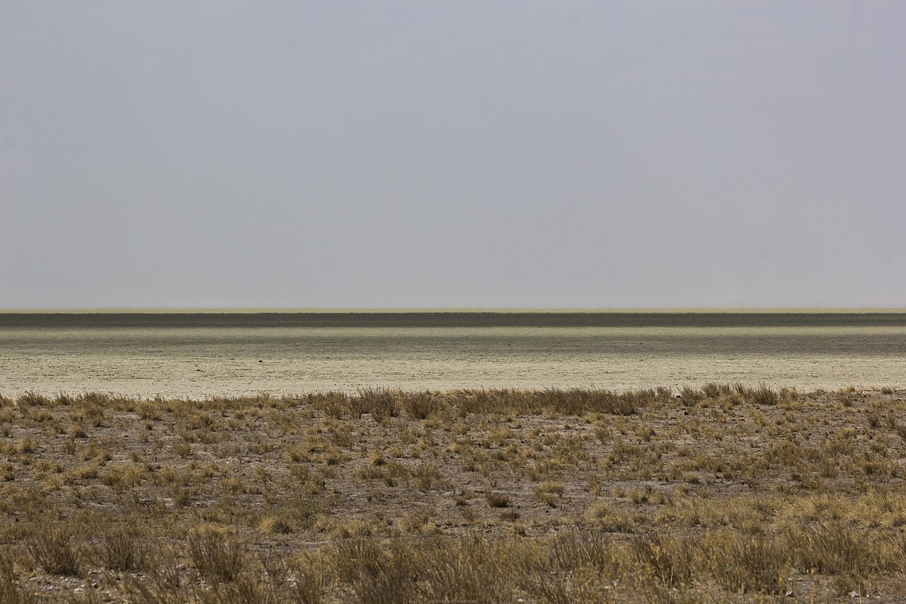 Panewka solna Etosha Pan