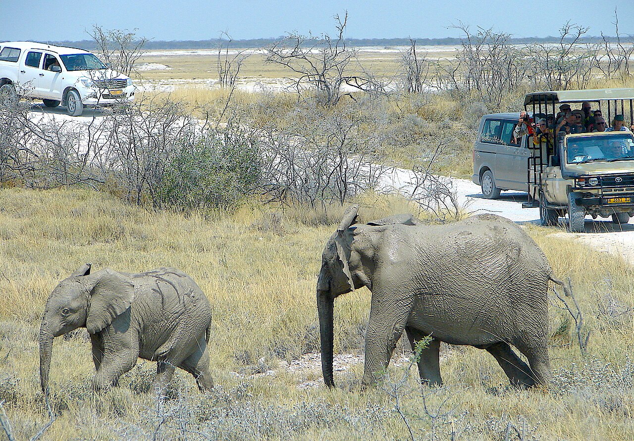 Samodzielne safari po traktach Etoszy