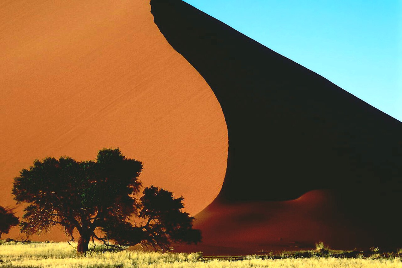 Camelthorn Trees na trasie do Sossusvlei