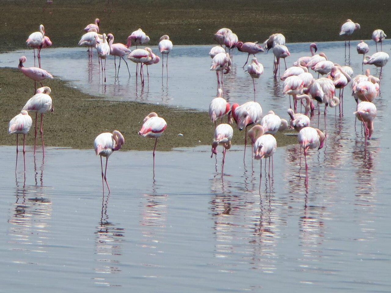 Laguna z flamingami