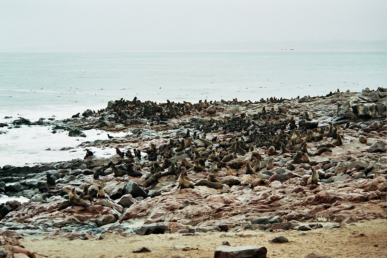 Kolonia fok przylądkowych Cape Cross