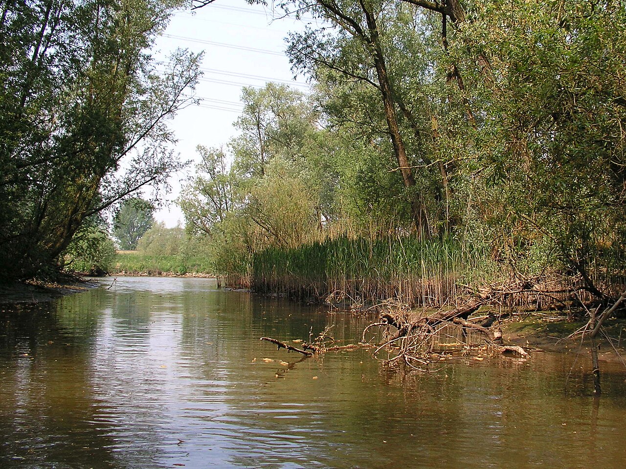 Park Narodowy De Biesbosch