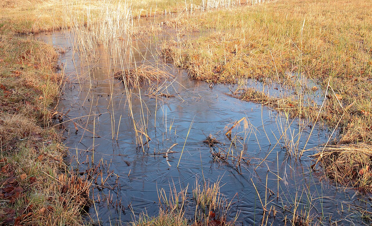 Park Narodowy Weerribben-Wieden