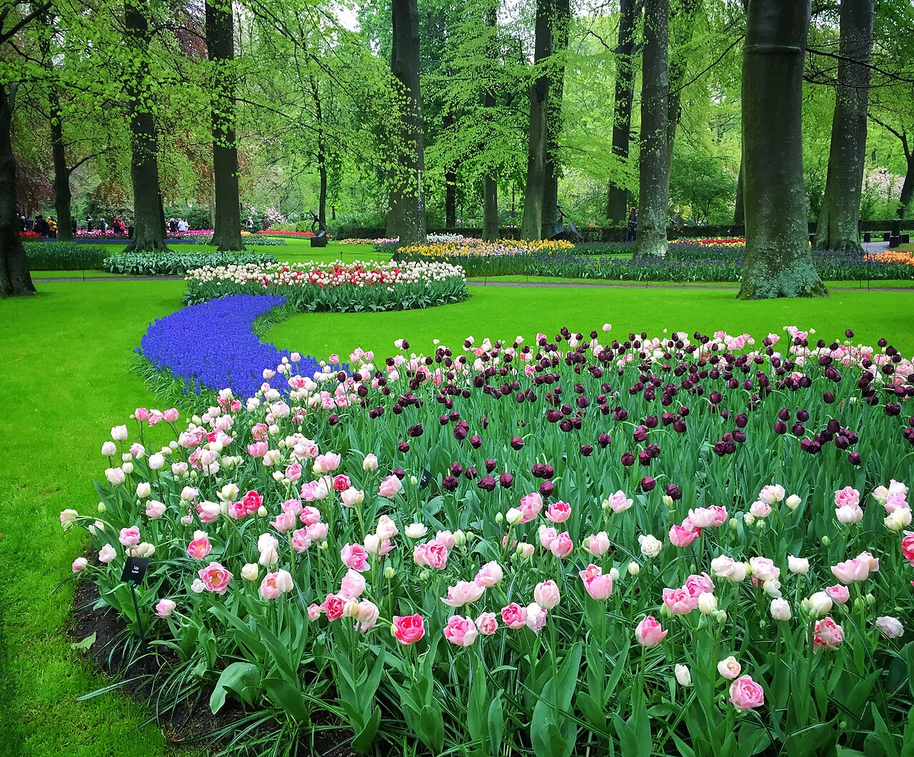 Pola tulipanów Keukenhof
