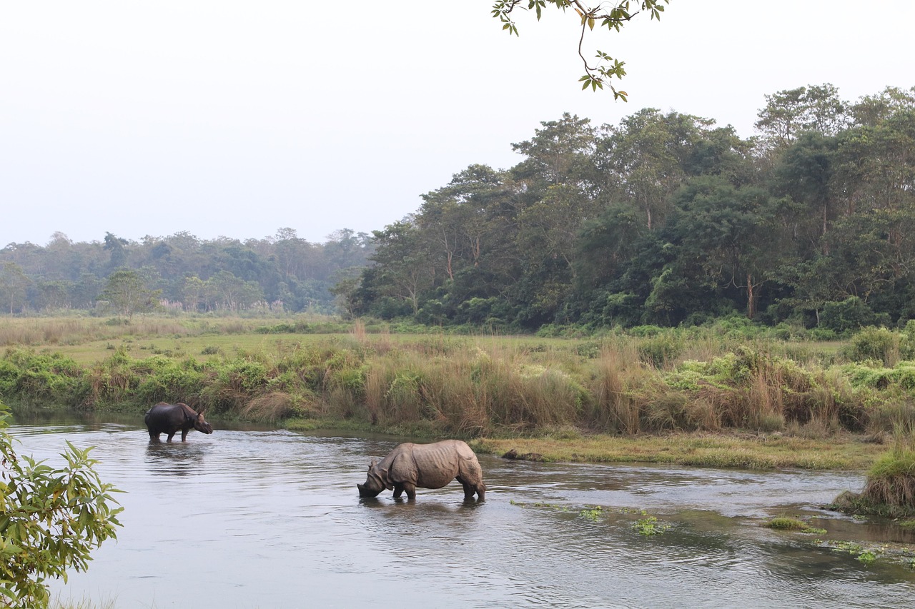 Park Narodowy Chitwan, safari jeepem