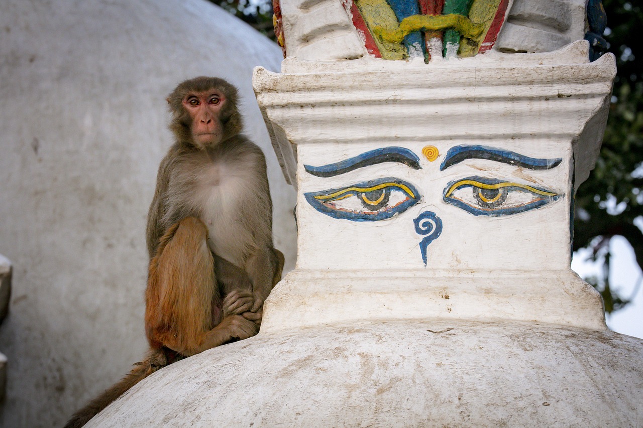 Stupa Swayambhunath, Świątynia Małp