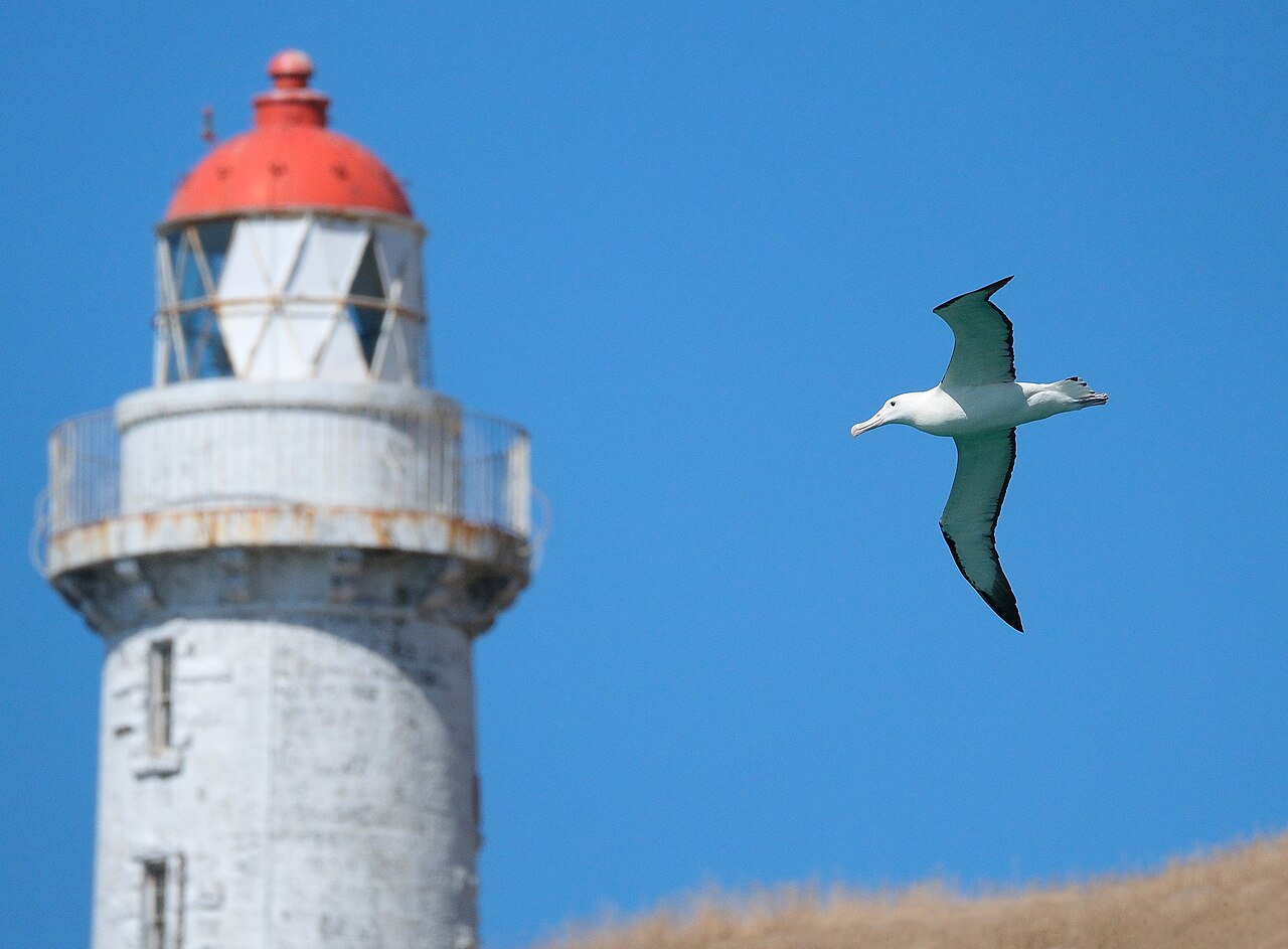 Taiaroa Head i albatrosy