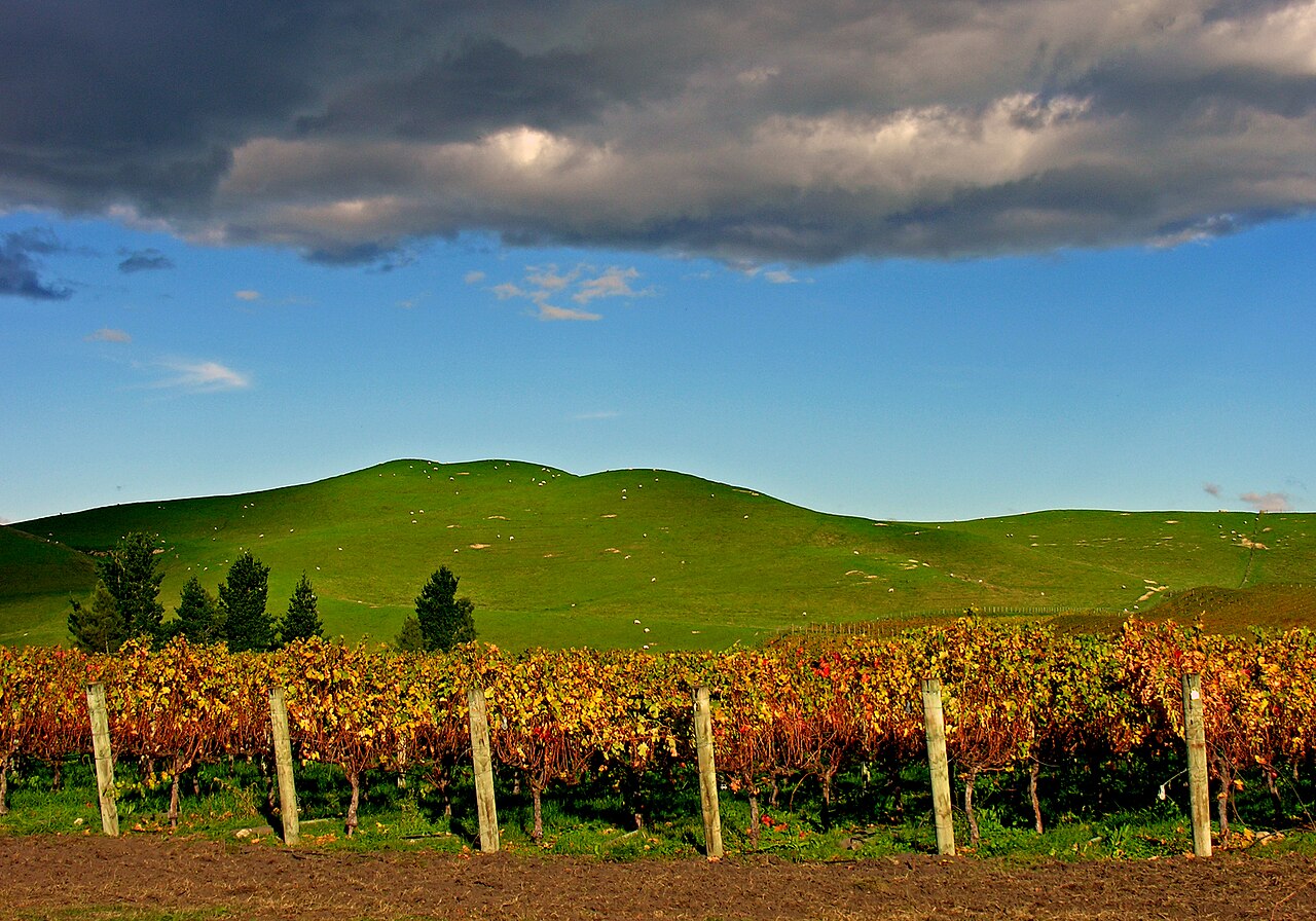 Winnice Hawke's Bay