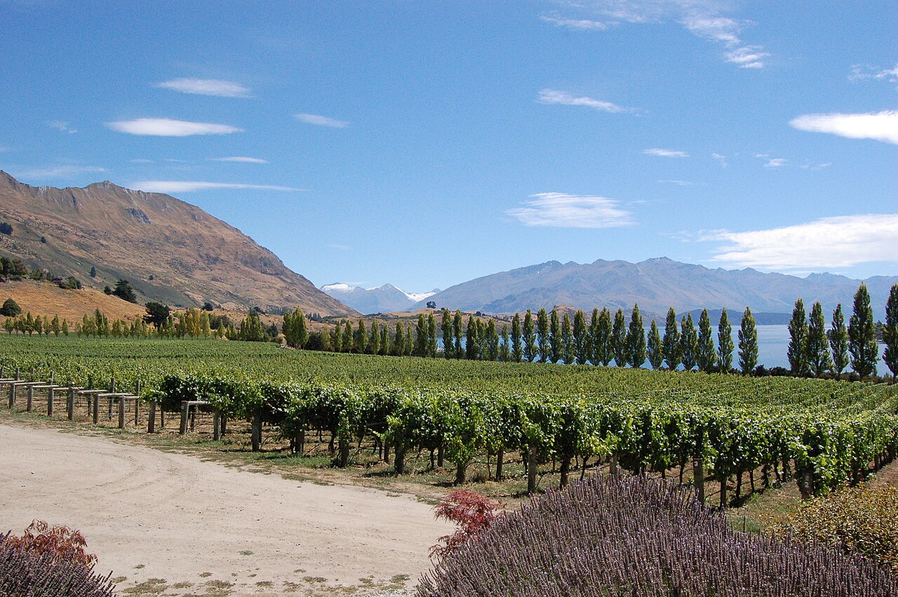 Winnice Central Otago