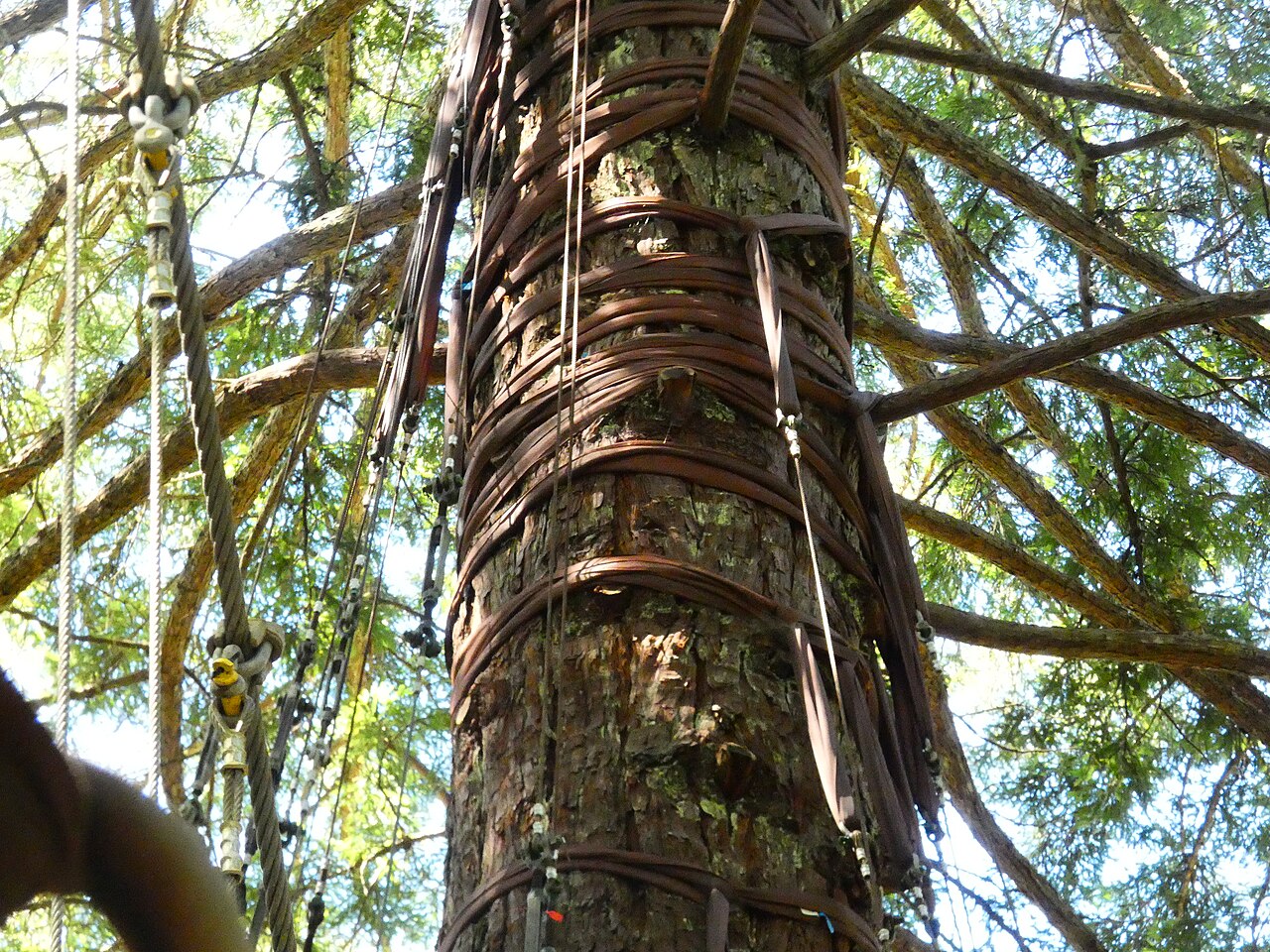 Las sekwoi Whakarewarewa