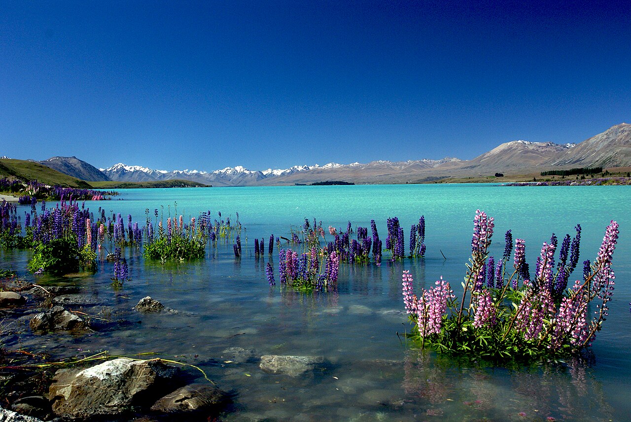Jezioro Tekapo i łubiny