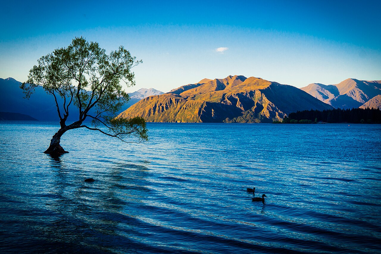 Samotna wierzba w jeziorze Wanaka