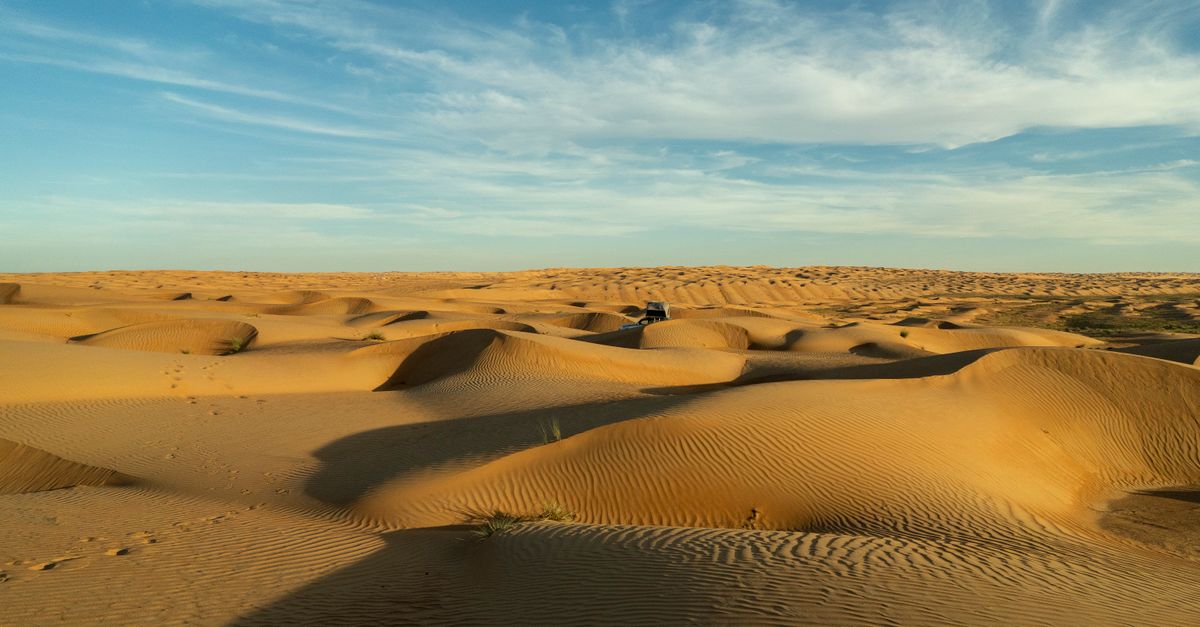 Wielbłądy na Wahiba Sands