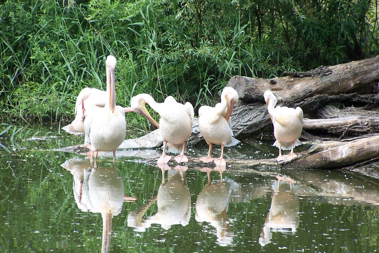Miejski Ogród Zoologiczny w Płocku