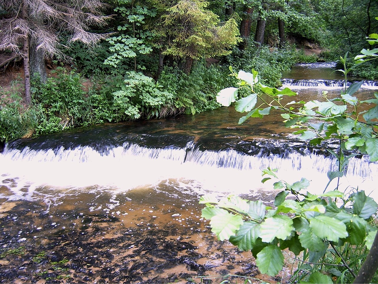 Szumy nad Tanwią