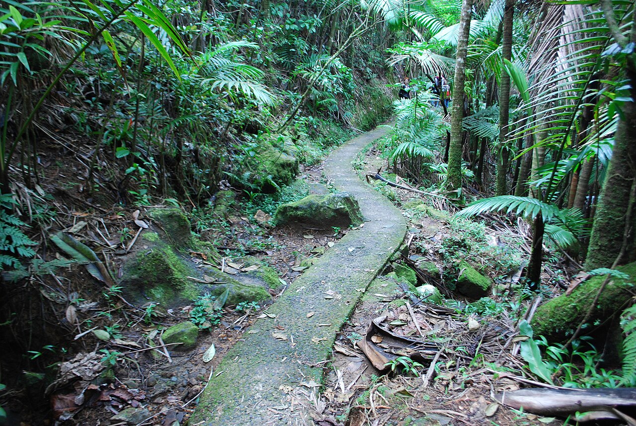 Las lasy tropikalny El Yunque