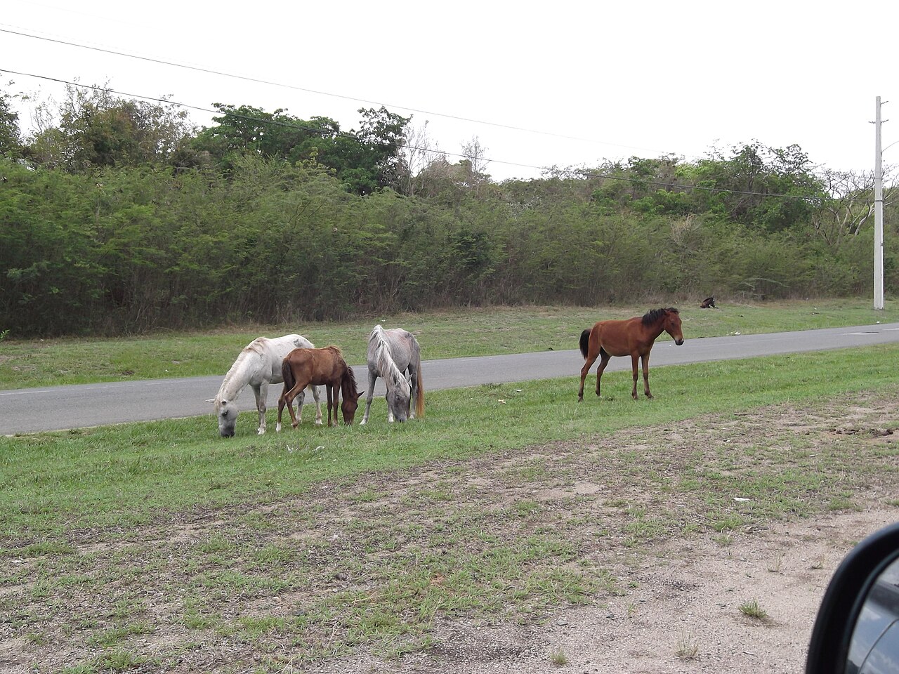 Dzikie konie na drogach Vieques