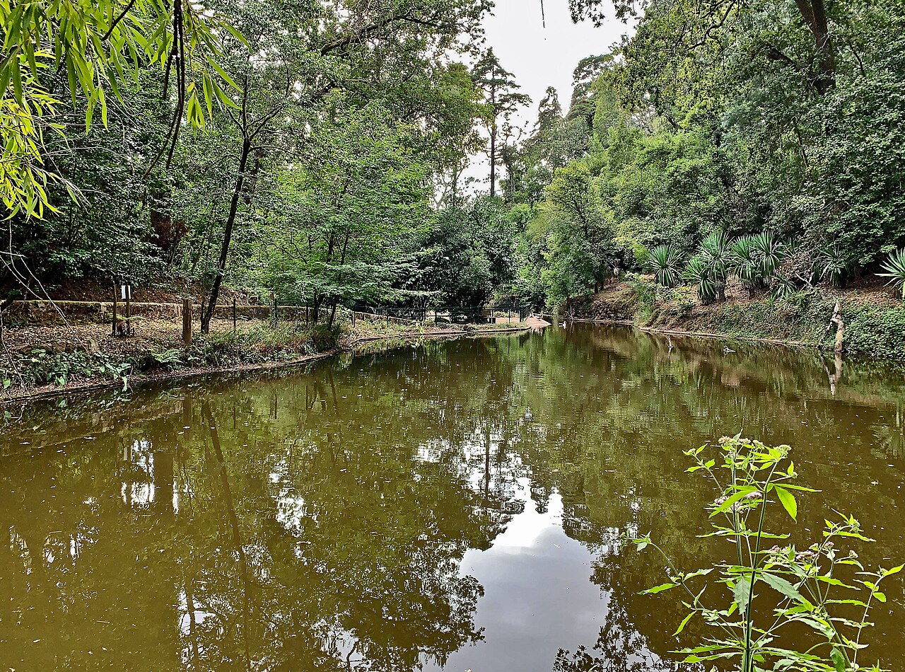 Mata Nacional do Bussaco