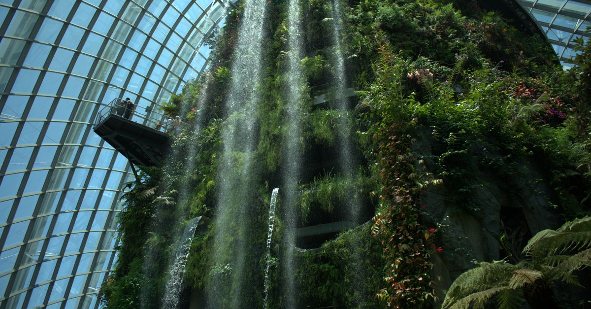 Cloud Forest