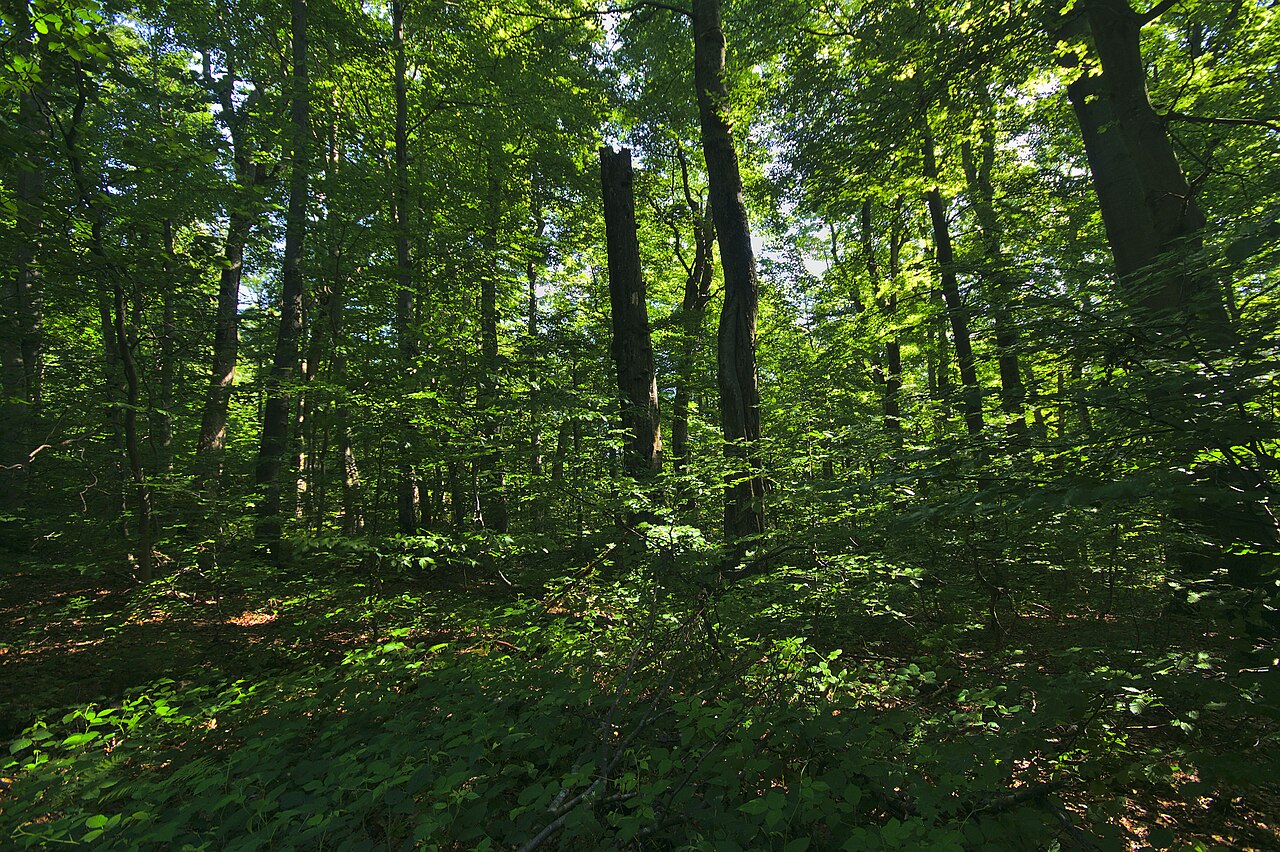 Park Narodowy Połoniny