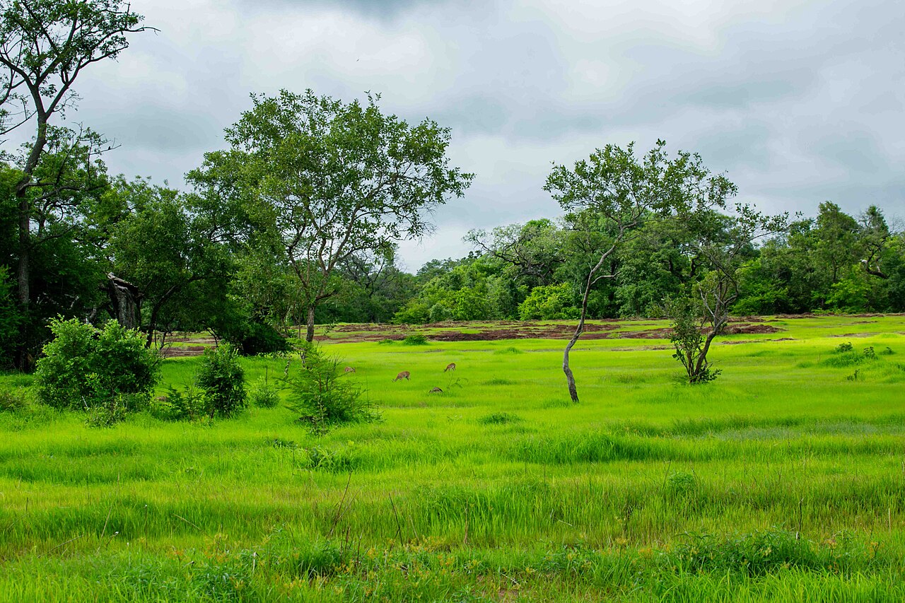 Safari po Niokolo-Koba