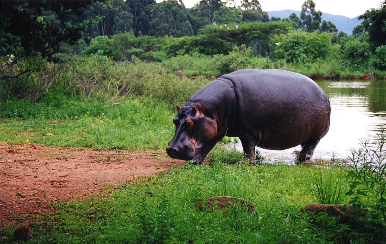 Restauracja Hippo Haunt