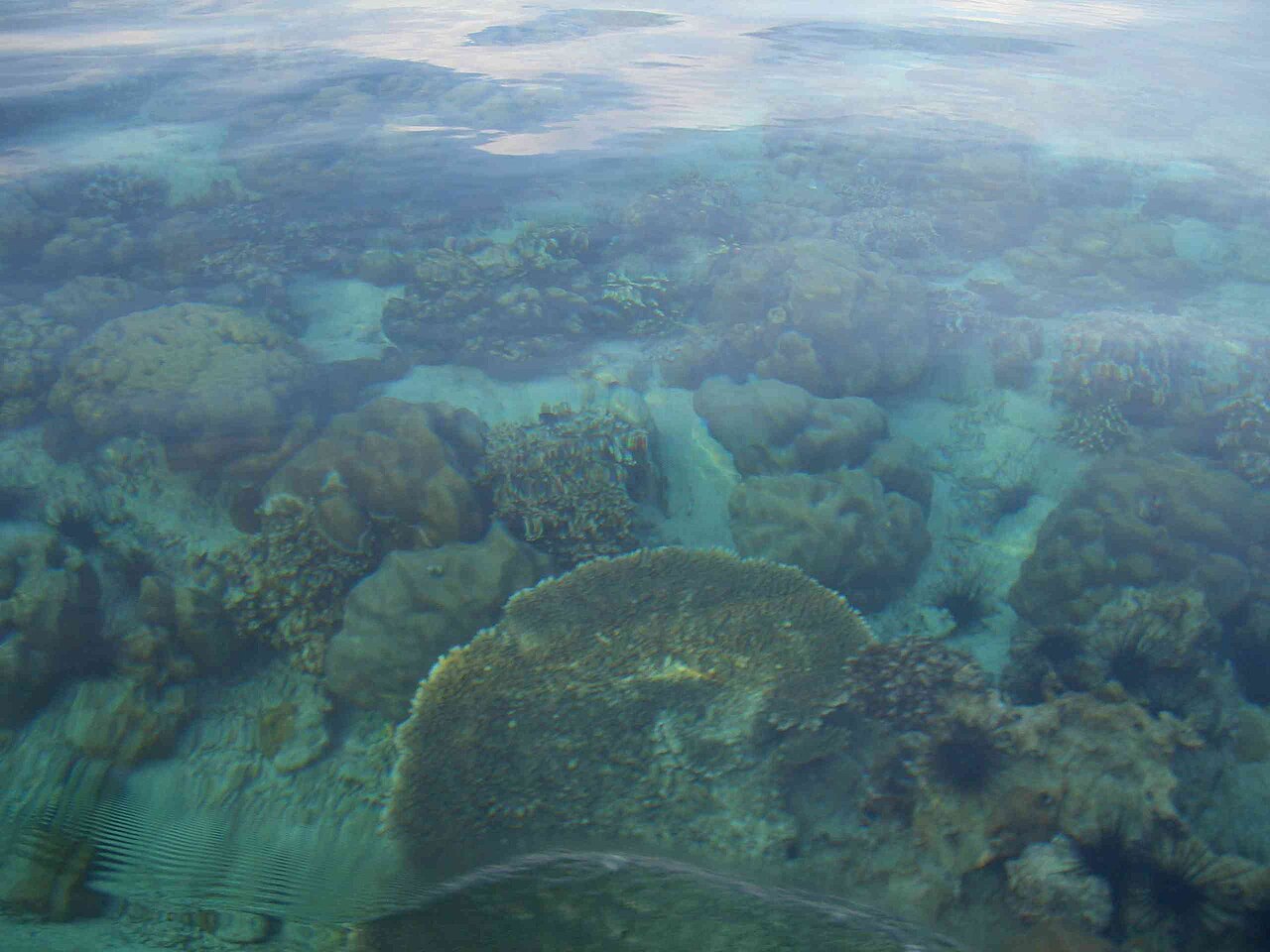 Snorkeling wokół Lipe