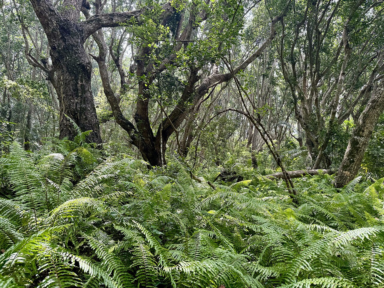 Jozani Forest