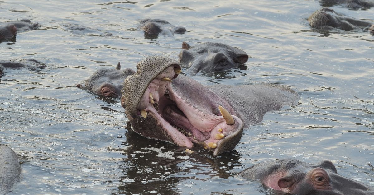 Retima Hippo Pool