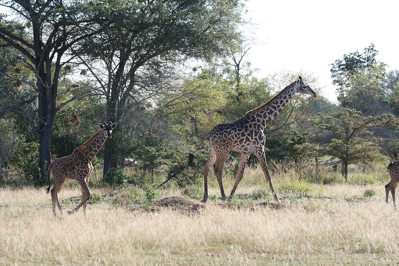 Walking safari