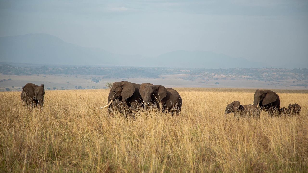Safari w Dolinie Kidepo