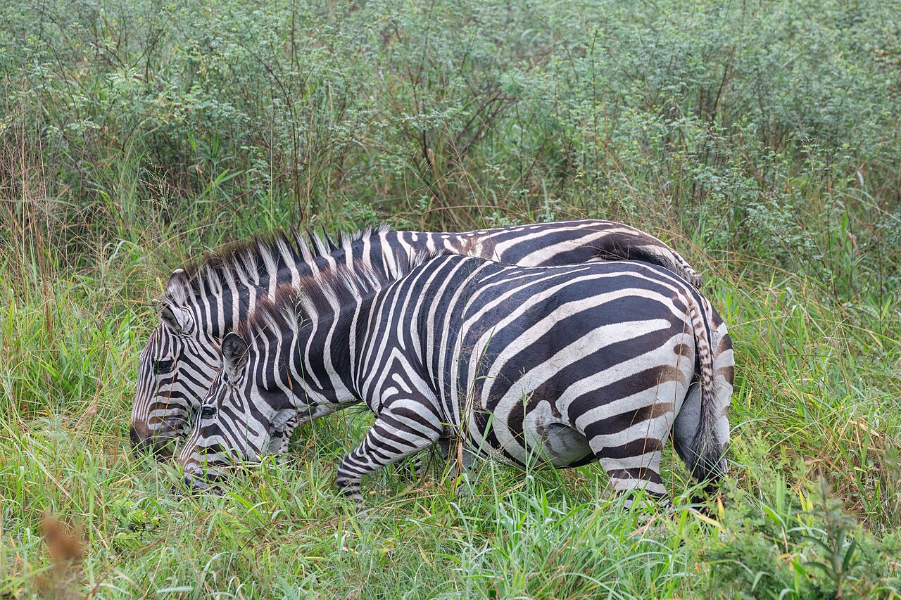 Spacer wśród zebr w Lake Mburo