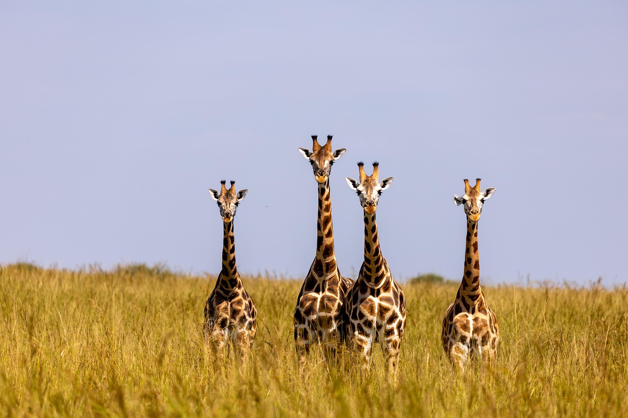 Safari w delcie Nilu