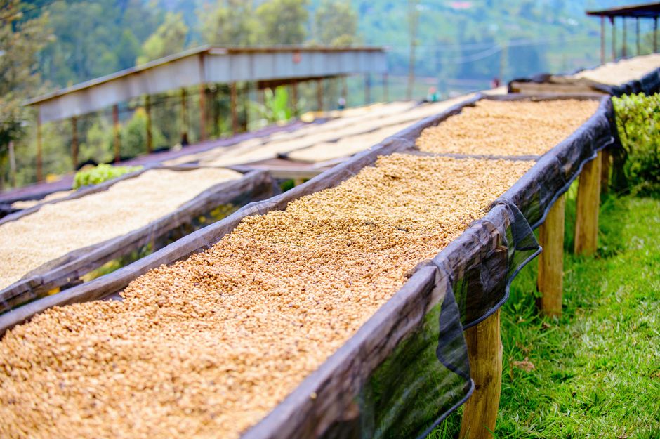 Plantacje kawy arabica na Mount Elgon