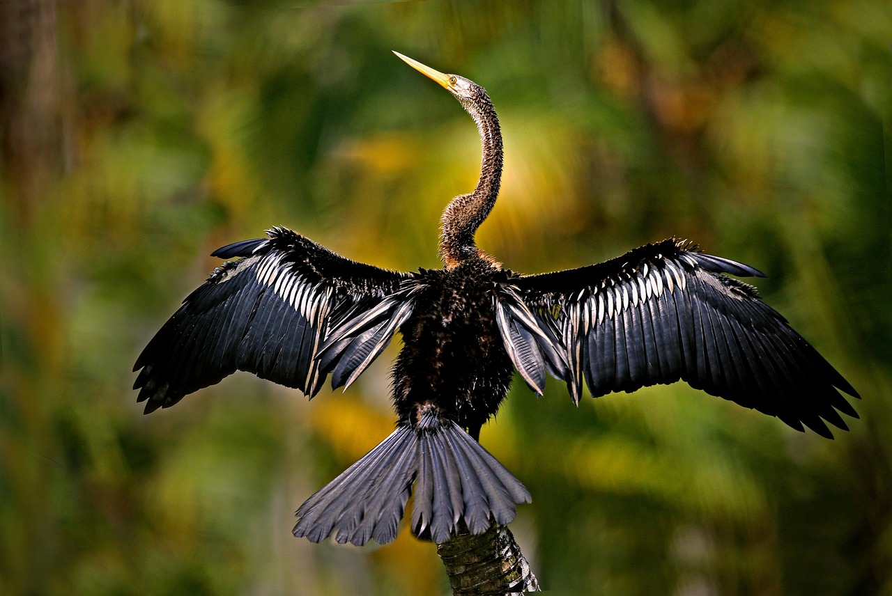 Anhinga Trail