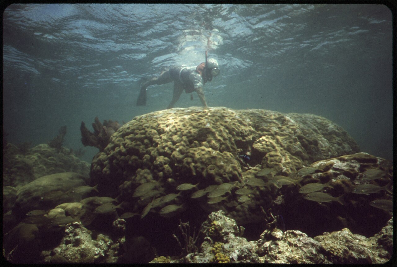 Snorkeling na rafie przy Key West
