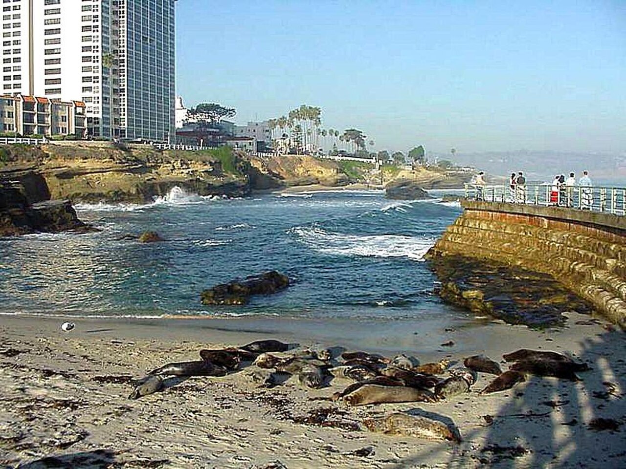 La Jolla Cove i foki