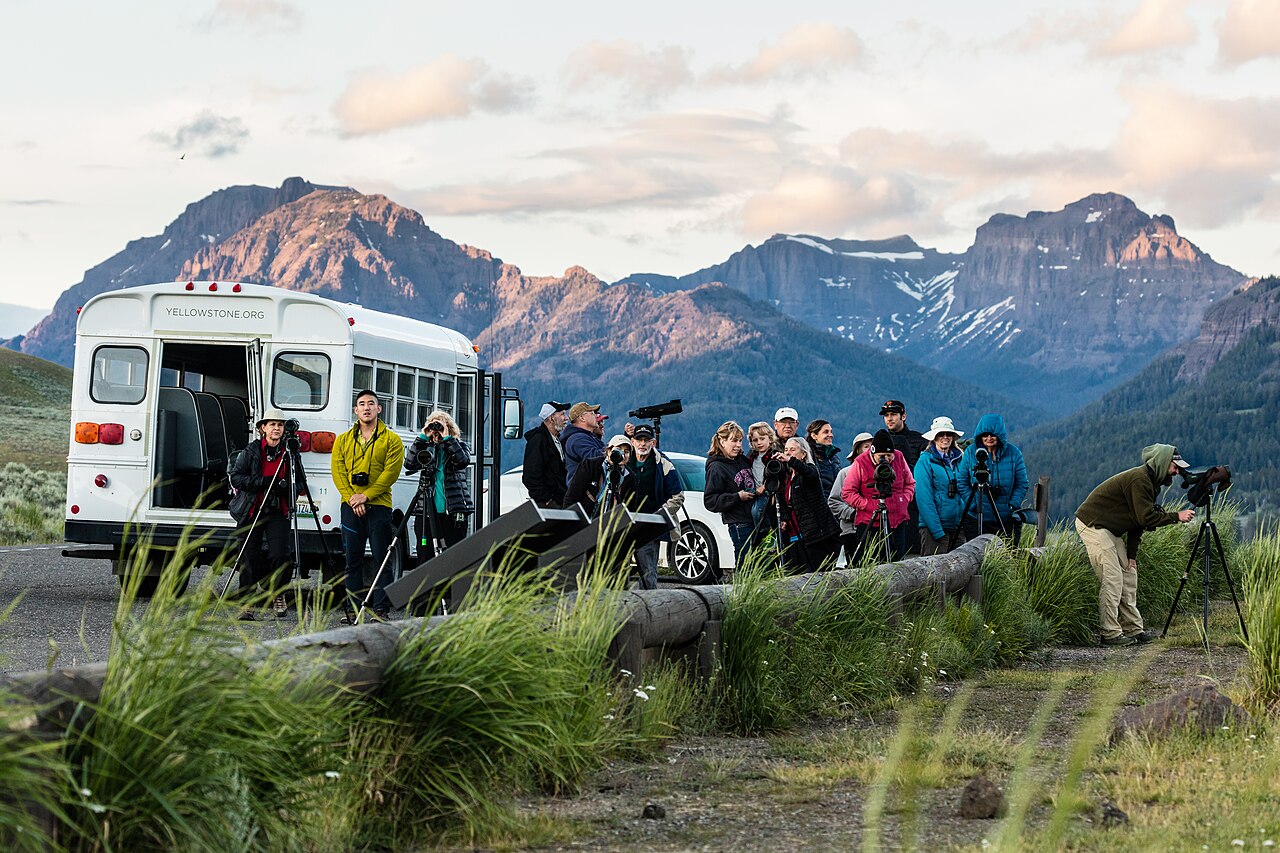Obserwacja zwierząt w dolinie Lamar
