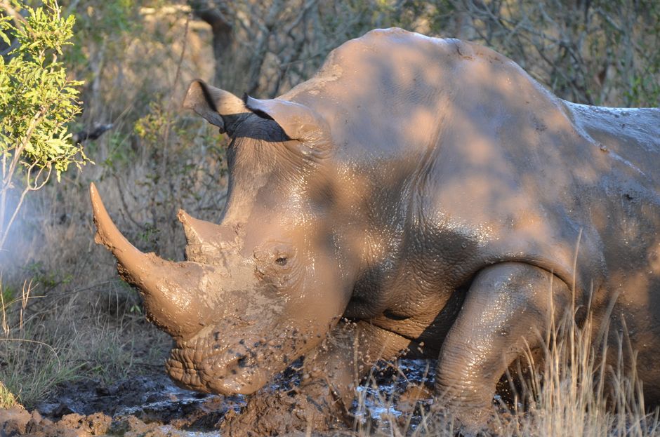 Big Five safari