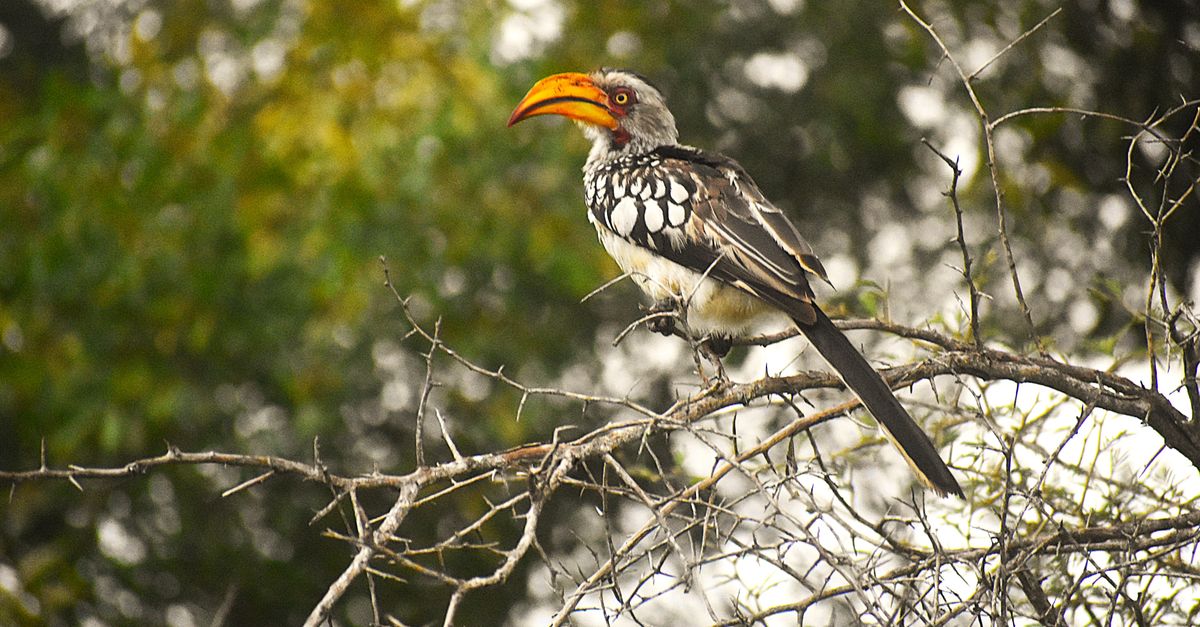 Birdwatching Kruger