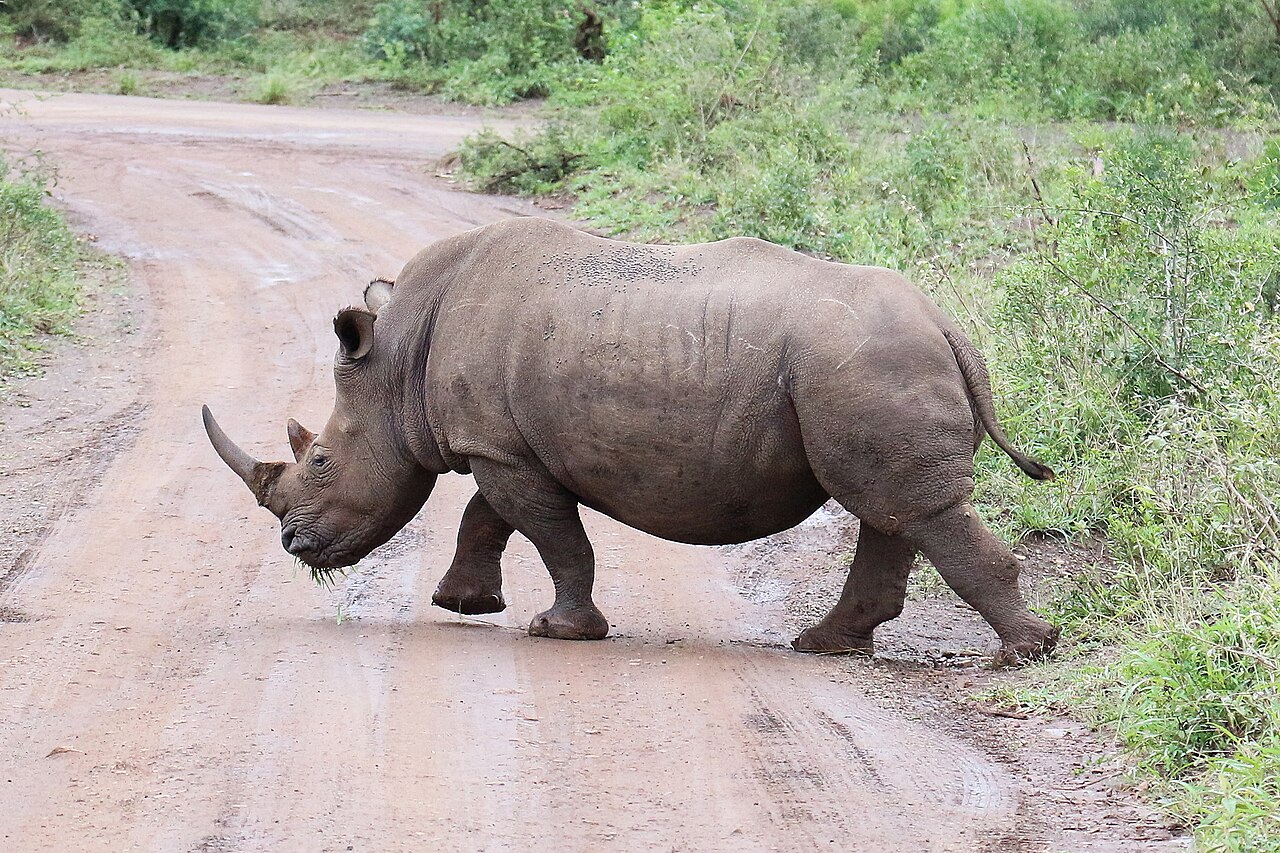 Safari Hluhluwe-iMfolozi