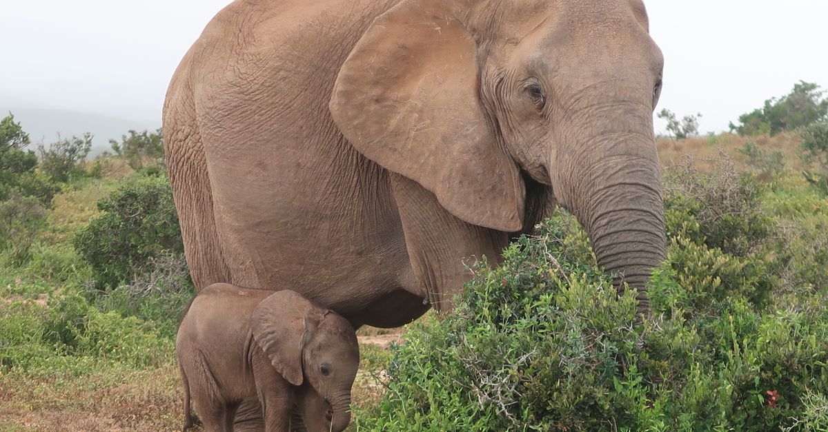 Addo Elephant Park