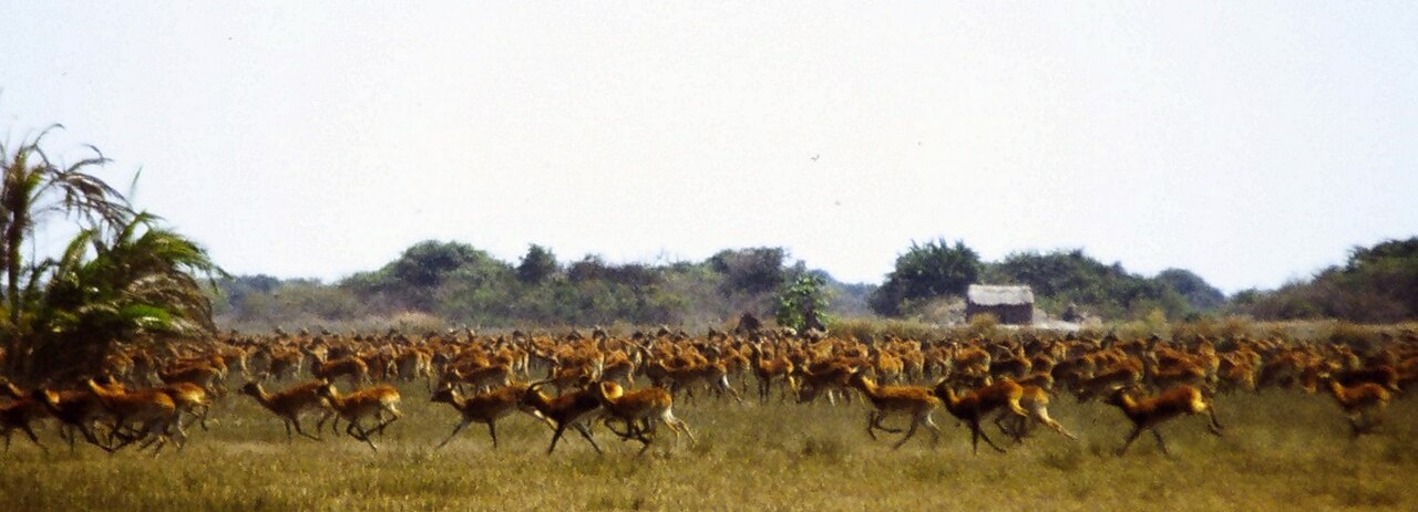 Migracja antylop czarnych lechwe