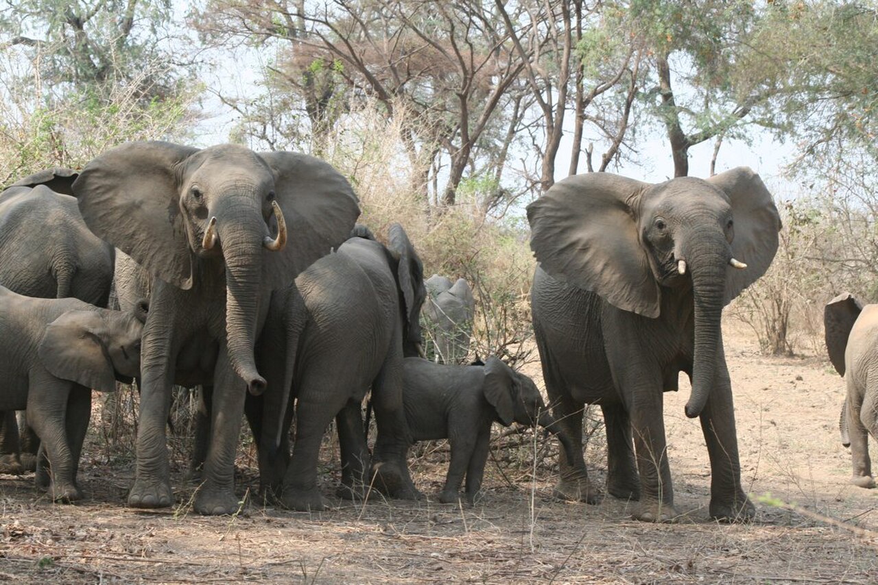 Piesze safari w Parku Narodowym Dolny Zambezi