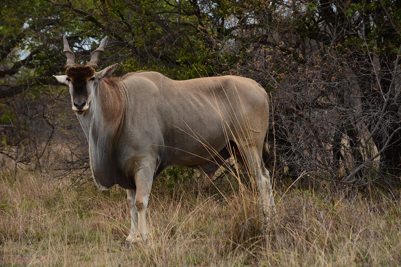Eland Sanctuary