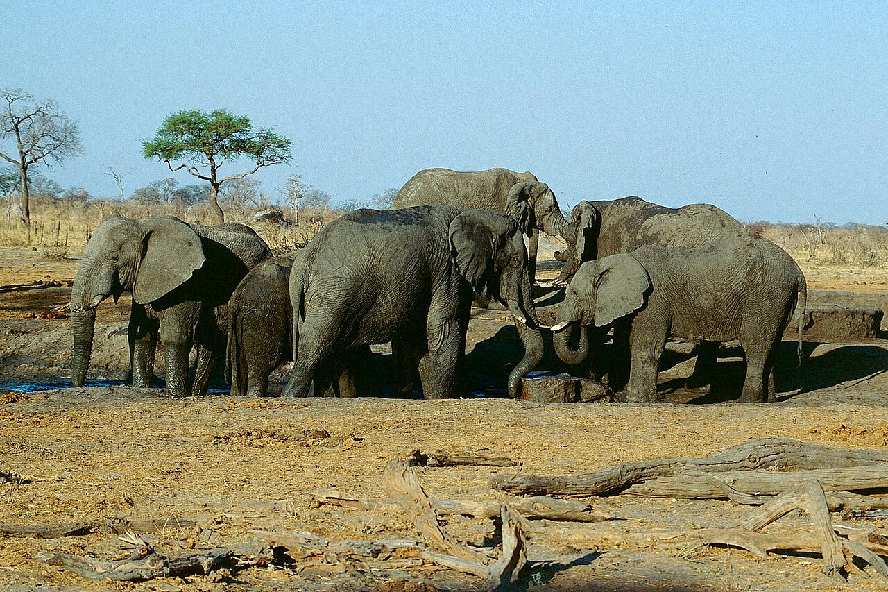 Safari wśród stad słoni w Hwange