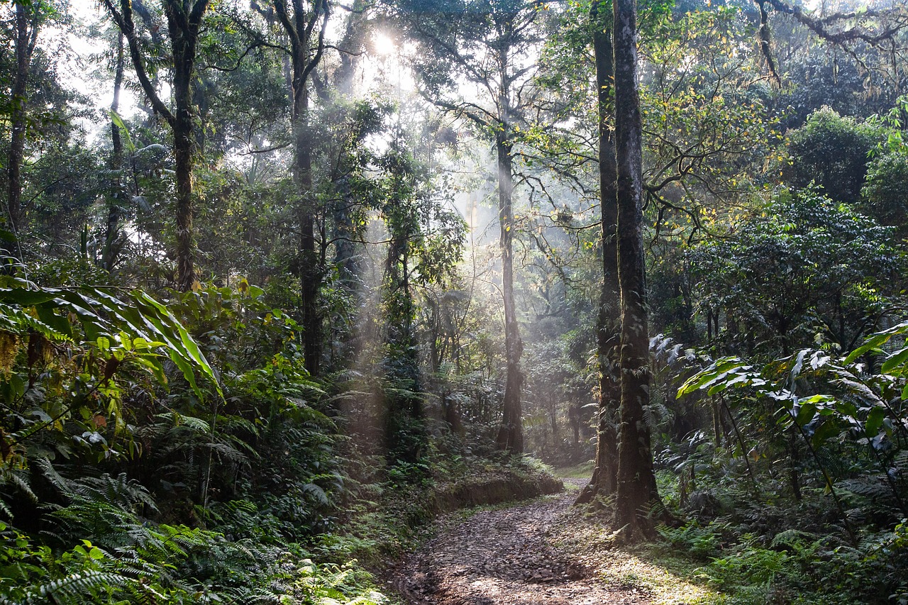 Szlak widokowy Rainforest